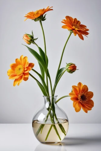 glass vase,flowers png,flower vases,flower vase,calendula officinalis,calenduleae,ikebana,calendula,calendula suffruticosa,pot marigold,flower arrangement lying,gazania,tagetes,calendula flower,ornithogalum,tagetes flower,vase,flower bowl,sand coreopsis,orange marigold,Photography,General,Realistic