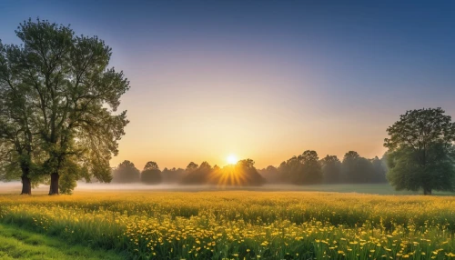 meadow landscape,morning mist,spring morning,landscape background,foggy landscape,background view nature,meadows of dew,aaa,nature landscape,atmosphere sunrise sunrise,landscape nature,morning light,dutch landscape,beautiful landscape,sunburst background,green landscape,meadow and forest,autumn morning,landscape photography,natural scenery,Photography,General,Realistic