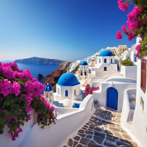 greek islands,greek island,greece,hellenic,santorini,cat greece,aegean,hellas,mediterranean,skopelos,oia,splendid colors,bougainvilleas,santorin,aegean sea,greek feta cheese,bougainvillea,amorgos,greek,mykonos,Photography,General,Realistic