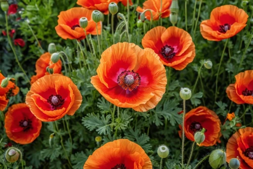 poppy flowers,poppies,red poppies,a couple of poppy flowers,corn poppies,klatschmohn,poppy plant,floral poppy,iceland poppy,poppy family,red poppy,poppy fields,poppy field,oriental poppy,poppy flower,coquelicot,field of poppies,papaver,poppies in the field drain,corn poppy,Photography,General,Realistic