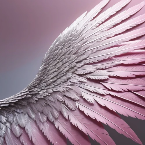 pink quill,winged,angel wing,bird wings,angel wings,bird wing,color feathers,feathers,wing,winged heart,wing purple,wings,feather,feathers bird,delta wings,gradient mesh,glass wings,bird feather,fringed pink,plumage,Photography,General,Fantasy
