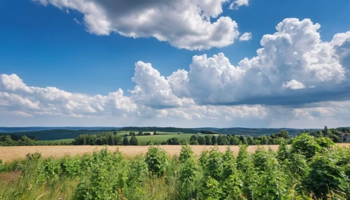 ore mountains,temperate coniferous forest,tropical and subtropical coniferous forests,coniferous forest,bavarian forest,northern black forest,view panorama landscape,green landscape,thuringia,germany forest,panoramic landscape,grain field panorama,evergreen trees,towering cumulus clouds observed,temperate broadleaf and mixed forest,panorama of the landscape,background view nature,spruce trees,high landscape,taunus,Photography,General,Realistic