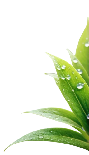 drops plant leaves,plant oil,aloe vera,monsoon banner,spring leaf background,tropical leaf,green wallpaper,agave nectar,water lily leaf,cleanup,rainwater drops,tropical leaf pattern,palm leaf,dew drops,rain lily,coconut leaf,dewdrops,dewdrop,aaa,dew droplets,Photography,General,Realistic