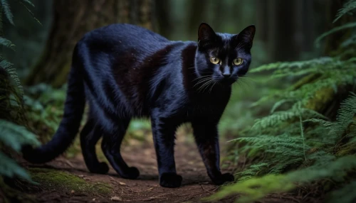 canis panther,hollyleaf cherry,black shepherd,forest animal,feral,wild cat,european wolf,feral cat,felidae,panther,yellow eyes,feral goat,red wolf,black tailed,canis lupus tundrarum,forest dark,black cat,forest animals,lynx,scent hound,Photography,General,Natural