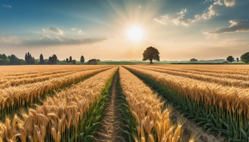 wheat crops,field of cereals,wheat field,wheat fields,grain field panorama,grain field,barley field,strand of wheat,strands of wheat,wheat grain,triticale,sprouted wheat,barley cultivation,durum wheat,seed wheat,cultivated field,corn field,wheat grasses,wheat ear,wheat ears,Photography,General,Realistic