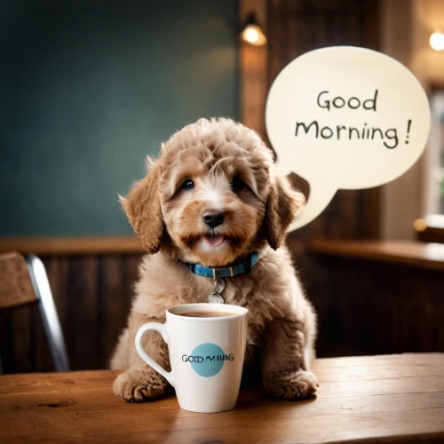 make the day great,cheerful dog,cute puppy,good morning,havanese,morning,shih-poo,good morning indonesian,morning glory family,goldendoodle,labradoodle,yorkipoo,cavapoo,day start,coffee background,cute coffee,morning girl,cute cartoon image,shih poo,in the morning,Photography,General,Cinematic