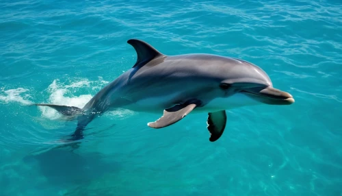 wholphin,spinner dolphin,dolphin swimming,white-beaked dolphin,bottlenose dolphin,common bottlenose dolphin,spotted dolphin,oceanic dolphins,common dolphins,dolphin,bottlenose dolphins,two dolphins,short-beaked common dolphin,dolphins in water,striped dolphin,dolphins,rough-toothed dolphin,dusky dolphin,mooring dolphin,dolphin-afalina,Photography,General,Realistic