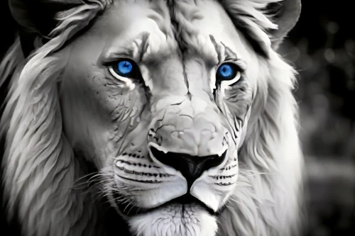 white lion,lion white,panthera leo,lion,male lion,blue tiger,african lion,female lion,lion - feline,lionesses,lioness,lion head,lion number,forest king lion,lions,lion father,skeezy lion,two lion,stone lion,the blue eye