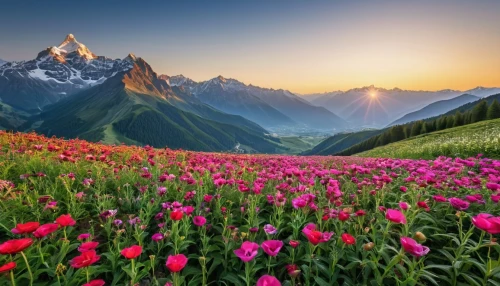 the valley of flowers,alpine flowers,alpine meadow,bernese alps,landscape mountains alps,field of flowers,splendor of flowers,flower field,mountain meadow,high alps,alpine flower,the alps,flower meadow,wild tulips,alps,blanket of flowers,dolomites,mountain sunrise,flowering meadow,tulip field,Photography,General,Realistic