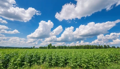 grain field panorama,field of cereals,corn field,cornfield,crops,grain field,wheat crops,cultivated field,aaa,cropland,farm landscape,vegetable field,towering cumulus clouds observed,farmland,soybeans,crop plant,vegetables landscape,cereal cultivation,meadow landscape,stock farming,Photography,General,Realistic