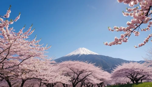 japanese cherry trees,sakura trees,beautiful japan,spring in japan,japanese sakura background,japanese cherry blossoms,japanese cherry blossom,japanese mountains,japanese floral background,cherry blossom tree,sakura tree,cherry blossom japanese,blooming trees,fuji mountain,japan landscape,cherry trees,the cherry blossoms,mount fuji,sakura cherry tree,cherry blossoms,Photography,General,Realistic