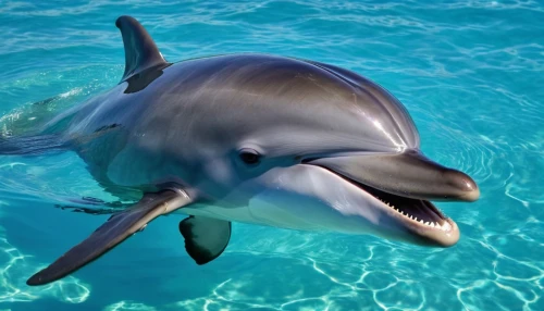 wholphin,bottlenose dolphin,white-beaked dolphin,spinner dolphin,dolphin swimming,common bottlenose dolphin,dolphin,striped dolphin,rough-toothed dolphin,oceanic dolphins,bottlenose dolphins,dusky dolphin,spotted dolphin,dolphins in water,dolphin background,dolphinarium,dolphins,dolphin fish,mooring dolphin,delfin,Photography,General,Realistic