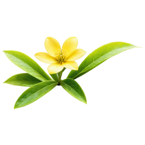 ylang-ylang,carolina jasmine,frangipani,flowers png,allamanda,yellow allamanda,cape jasmine,lotus png,tea flowers,allamanda cathartica,lemon flower,jasminum sambac,jasminum,sand jasmine,tea plant,plumeria,jojoba oil,bay-leaf,oleaceae,primrose jasmine,Photography,General,Realistic