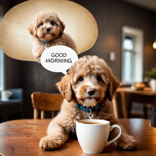 goldendoodle,cavapoo,pet vitamins & supplements,dog cafe,labradoodle,coffee background,dog photography,dog-photography,cute puppy,cheerful dog,cups of coffee,cute coffee,a buy me a coffee,miniature poodle,cockapoo,a cup of coffee,i love coffee,coffee time,coffee break,dog cartoon,Photography,General,Cinematic