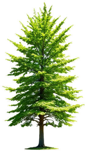 spruce tree,colorado spruce,columbian spruce,canadian fir,norfolk island pine,fir tree,chile pine,fir branch,douglas fir,sitka spruce,oregon pine,american larch,nordmann fir,eastern hemlock,thuja,blue spruce,cedar,evergreen trees,spruce trees,chile fir,Photography,General,Realistic