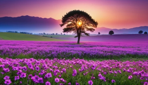 purple landscape,lavender field,lavender fields,meadow landscape,the lavender flower,lavender flowers,violet colour,field of flowers,lavender flower,landscape background,beautiful landscape,splendor of flowers,splendid colors,lavenders,violet flowers,purple flowers,flower field,purple and pink,flower background,purple wallpaper,Photography,General,Realistic