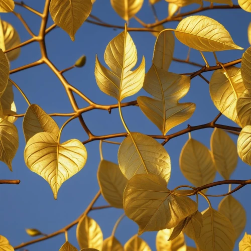 gold leaves,yellow leaves,golden trumpet tree,golden trumpet trees,beech leaves,golden leaf,yellow leaf,leaves in the autumn,tree leaves,autumn gold,sunlight through leafs,gingko,golden autumn,maple foliage,bicolor leaves,leaf background,yellow tabebuia,ginkgo biloba,spring leaf background,autumn foliage,Photography,General,Realistic