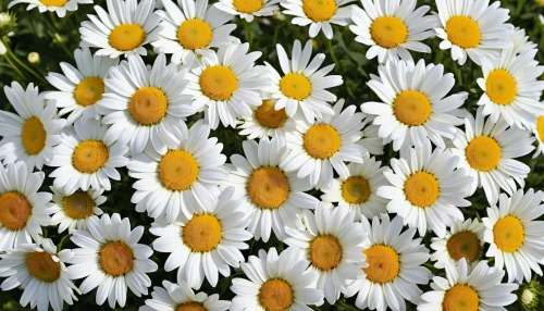 australian daisies,white daisies,wood daisy background,daisies,leucanthemum maximum,daisy flowers,sun daisies,daisy family,leucanthemum,african daisies,marguerite daisy,barberton daisies,shasta daisy,daisy flower,chrysanthemum background,ox-eye daisy,colorful daisy,asteraceae,white chrysanthemums,gerbera daisies,Photography,General,Realistic