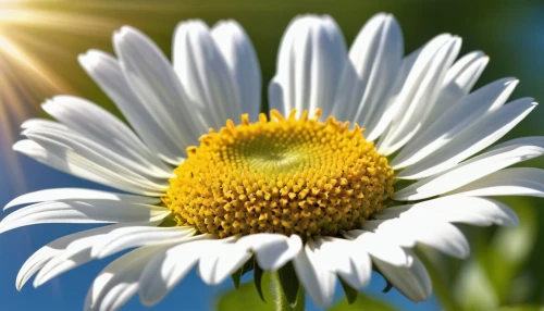 leucanthemum,shasta daisy,ox-eye daisy,oxeye daisy,leucanthemum maximum,marguerite daisy,common daisy,daisy flower,sun daisies,camomile flower,perennial daisy,south african daisy,african daisy,flannel flower,the white chrysanthemum,daisy flowers,australian daisies,mayweed,white chrysanthemum,white daisies,Photography,General,Realistic