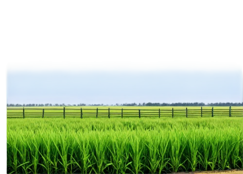 farm background,rice cultivation,ricefield,paddy field,rice field,wheat germ grass,yamada's rice fields,stock farming,rice fields,barley cultivation,grain field panorama,the rice field,wheat crops,agricultural,pasture fence,aggriculture,agricultural engineering,triticale,cropland,wheatgrass,Art,Classical Oil Painting,Classical Oil Painting 24