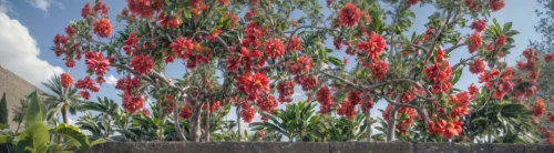 chiles en nogada,chile de árbol,crocosmia × crocosmiiflora,sky ladder plant,chilli pods,pepper plant,blood amaranth,firecracker flower,red flowers,paprika bush,red orange flowers,red chili,orange climbing plant,orange red flowers,trumpet creeper,rocket flowers,sorghum,chillies,amaranth family,ristras