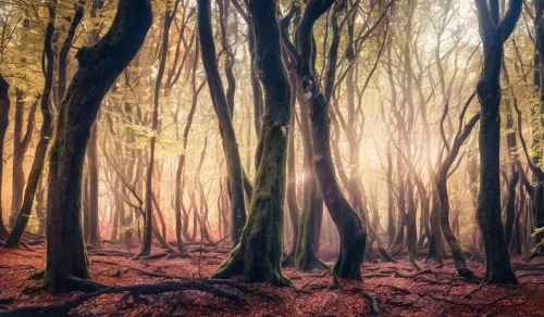 beech forest,deciduous forest,beech trees,autumn forest,foggy forest,enchanted forest,mixed forest,forest floor,germany forest,fairytale forest,elven forest,forest of dreams,fairy forest,forest glade,holy forest,forest of dean,forest landscape,old-growth forest,the forests,the forest