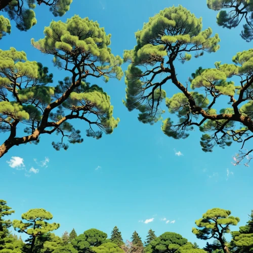 pine trees,pine tree,araucaria,pine forest,palma trees,pinus,singleleaf pine,pine-tree,conifers,two needle pinyon pine,american pitch pine,dwarf pine,pinus ponderosa,tree grove,360 ° panorama,shortstraw pine,pine,watercolor pine tree,tree tops,trees with stitching