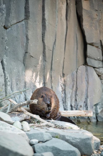 north american river otter,giant otter,otter,sea otter,otter baby,otterbaby,otters,coypu,american mink,beaver rat,beaver,polecat,sea lion at the zoo,muskrat,eurasian water vole,bradypus pygmaeus,a young sea lion,fur seal,steller sea lion,california sea lion