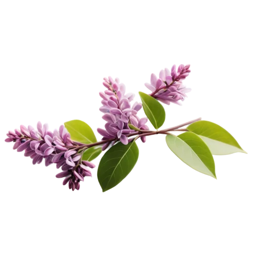 small-leaf lilac,common lilac,flowers png,syringa,lilacs,syringa vulgaris,lilac branch,white lilac,daphne flower,a sprig of white lilac,golden lilac,lilac flowers,butterfly lilac,elderberry,lilac flower,alternanthera,lilac blossom,soprano lilac spoon,california lilac,west indian jasmine,Art,Classical Oil Painting,Classical Oil Painting 22