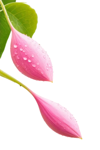pink petals,tuberous pea,flowers png,fuschia,twinflower,raindrop rose,rain lily,pink flower,petals,dew drops on flower,pink morning glory flower,magnoliaceae,flower opening,flower bud,dewdrops,anthurium,petals of perfection,pink flowers,lotus leaf,flower background,Art,Artistic Painting,Artistic Painting 06