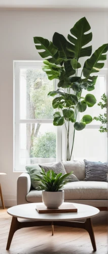 houseplant,house plants,modern decor,money plant,ficus,contemporary decor,ikebana,danish furniture,hanging plants,living room,modern living room,indoor plant,monstera,hanging plant,bamboo plants,interior design,interior decor,green living,livingroom,mid century modern,Illustration,Black and White,Black and White 16