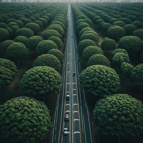 plant tunnel,tunnel of plants,hedge,tree lined,roads,tree lined lane,tree-lined avenue,green train,road to nowhere,green trees,forest road,row of trees,long road,road,autobahn,green forest,highway,the road,road of the impossible,japan landscape,Photography,Documentary Photography,Documentary Photography 08