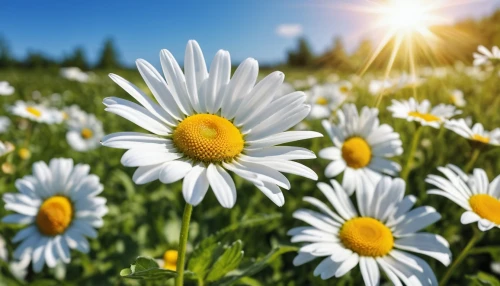 australian daisies,sun daisies,daisies,leucanthemum,oxeye daisy,daisy flowers,wood daisy background,white daisies,marguerite daisy,mayweed,flower background,meadow daisy,shasta daisy,ox-eye daisy,common daisy,daisy flower,leucanthemum maximum,barberton daisies,flowers png,field of flowers,Photography,General,Realistic