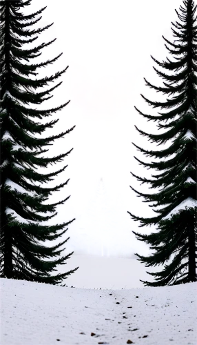 snow in pine trees,snow trees,pine trees,fir trees,spruce-fir forest,fir forest,coniferous forest,spruce trees,christmas snowy background,winter background,winter forest,snowflake background,snowy landscape,snow landscape,evergreen trees,coniferous,conifers,fir tree silhouette,spruce forest,temperate coniferous forest,Illustration,Realistic Fantasy,Realistic Fantasy 16