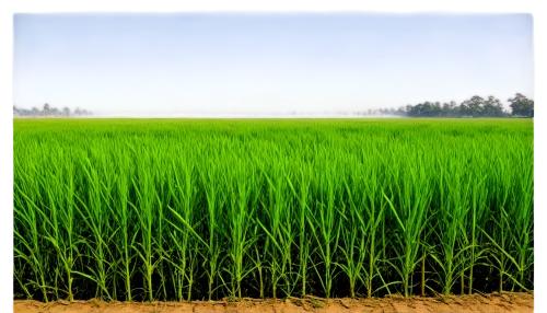 barley cultivation,rice field,rice cultivation,paddy field,ricefield,green wheat,wheat germ grass,wheat crops,the rice field,triticale,rice fields,green grain,foxtail barley,grain field panorama,wheat grass,durum wheat,wheatgrass,wheat grasses,field of cereals,rice paddies,Art,Classical Oil Painting,Classical Oil Painting 13