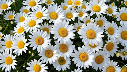 white daisies,australian daisies,leucanthemum maximum,leucanthemum,daisies,sun daisies,marguerite daisy,shasta daisy,daisy flowers,wood daisy background,barberton daisies,oxeye daisy,ox-eye daisy,daisy family,african daisies,marguerite,bellis perennis,perennial daisy,daisy flower,spanish daisy,Photography,General,Realistic