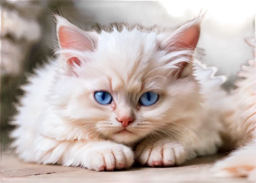 blue eyes cat,cat with blue eyes,turkish angora,turkish van,blue eyes,baby blue eyes,birman,white cat,cute cat,blue eye,cat on a blue background,ragdoll,the blue eye,british longhair cat,breed cat,kurilian bobtail,siamese cat,american curl,japanese bobtail,siberian cat,Conceptual Art,Fantasy,Fantasy 33