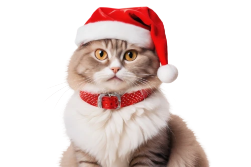 christmas cat,santa hat,santa's hat,christmas hat,christmas animals,cat image,christmas photo,jingle bell,christmas ribbon,cute cat,jingle bells,scottish fold,red whiskered bulbull,christmas pictures,santa hats,christmas greetings,funny cat,christmas hats,santa claus,ho ho ho,Art,Classical Oil Painting,Classical Oil Painting 40