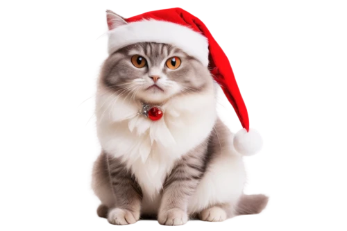 christmas cat,santa hat,santa's hat,christmas animals,christmas hat,santa claus,cat image,christmas photo,santa,cute cat,christmas santa,santa hats,funny cat,jingle bells,christmas banner,jingle bell,merry,ho ho ho,christmas messenger,st claus,Conceptual Art,Graffiti Art,Graffiti Art 11