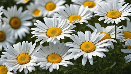 australian daisies,white daisies,wood daisy background,daisies,marguerite daisy,daisy flowers,ox-eye daisy,daisy family,sun daisies,daisy flower,leucanthemum maximum,marguerite,barberton daisies,leucanthemum,oxeye daisy,shasta daisy,african daisies,colorful daisy,spanish daisy,perennial daisy,Photography,General,Fantasy