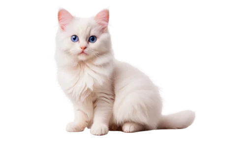 turkish angora,turkish van,white cat,japanese bobtail,british longhair cat,blue eyes cat,cat with blue eyes,cat on a blue background,kurilian bobtail,cats angora,birman,breed cat,american curl,cute cat,siamese cat,ragdoll,domestic long-haired cat,american bobtail,polydactyl cat,cat image,Photography,Documentary Photography,Documentary Photography 18