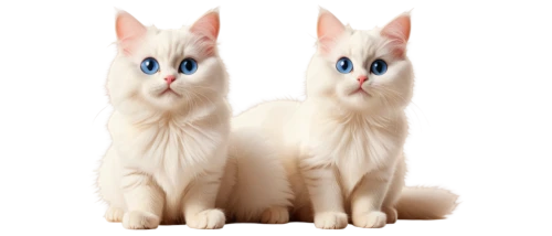 turkish van,siamese,turkish angora,japanese bobtail,oriental shorthair,siamese cat,two cats,salt and pepper shakers,white cat,cat image,birman,cats,felines,breed cat,cats angora,cartoon cat,transparent background,cat vector,tonkinese,polydactyl cat,Unique,Design,Blueprint