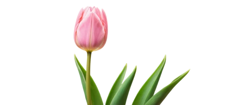 tulip background,flowers png,turkestan tulip,tulipa,pink tulip,tulipa tarda,two tulips,tulip flowers,tulip,pink tulips,tulip blossom,tulpenbüten,tulips,vineyard tulip,tulip magnolia,tulpenbaum,tulipa humilis,flower background,siam tulip,pink hyacinth,Unique,Pixel,Pixel 05