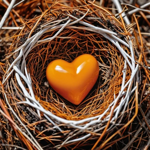 heart clipart,golden heart,the heart of,heart shape frame,wood heart,robin's nest,birds with heart,wooden heart,warm heart,nest easter,love bird,for lovebirds,saint valentine's day,heart care,heart background,true love symbol,a heart for animals,heart and flourishes,heart icon,love symbol,Photography,General,Realistic