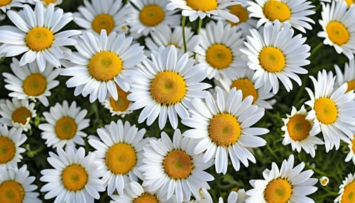 australian daisies,white daisies,daisies,wood daisy background,leucanthemum maximum,sun daisies,daisy flowers,leucanthemum,barberton daisies,marguerite daisy,ox-eye daisy,daisy family,shasta daisy,oxeye daisy,african daisies,yellow daisies,white chrysanthemums,gerbera daisies,daisy flower,autumn daisy,Photography,General,Realistic