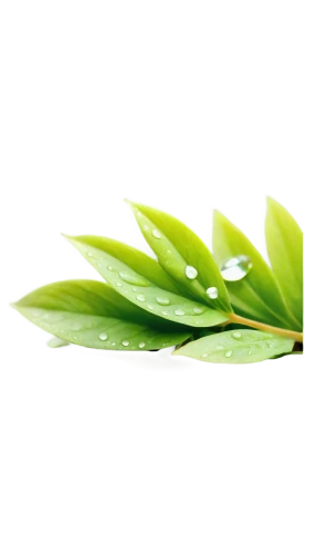 spring leaf background,leaf background,tropical leaf,drops plant leaves,gum leaves,cleanup,custody leaf,aaa,plant oil,mape leaf,loose tea leaves,tea plant,green leaves,palm leaf,green leaf,coconut leaf,fan leaf,jojoba oil,patrol,tropical leaf pattern,Photography,General,Realistic