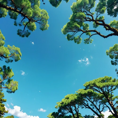 pine trees,pine tree,singleleaf pine,blue sky,summer sky,pine branches,blue sky clouds,pine-tree,sky,tree canopy,pine,palma trees,trees,pine forest,pines,pine tree branch,araucaria,tree tops,pine branch,blue sky and clouds