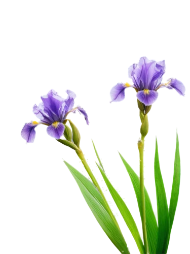 flowers png,purple irises,iris japonica,irises,algerian iris,wild iris,swamp iris,iris versicolor,iris,spiderwort,tulipan violet,flower background,pontederia,iris family,minimalist flowers,iris reticulata,sciuris major vulgaris,crocuss,purple flowers,laelia,Art,Classical Oil Painting,Classical Oil Painting 13