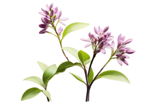 small-leaf lilac,flowers png,common lilac,syringa,soprano lilac spoon,syringa vulgaris,allspice,alternanthera,india hyacinth,lilac branch,fernleaf lavender,golden lilac,lilacs,daphne flower,bengal clockvine,illustration of the flowers,thai basil,marjoram,aromatic plant,duranta,Illustration,Black and White,Black and White 35