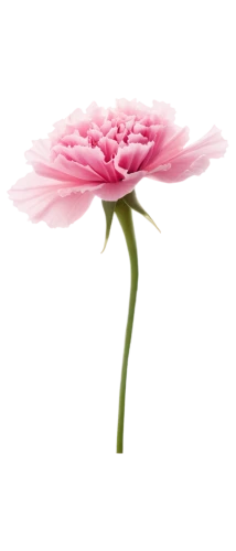 flowers png,pink chrysanthemum,gerbera,dahlia pink,gerbera flower,pink carnation,flower background,carnation of india,carnation flower,pink floral background,chrysanthemum background,flower illustrative,cosmos flower,pink flower,minimalist flowers,pink poppy,korean chrysanthemum,klatschmohn,feather carnation,floral digital background,Photography,General,Commercial